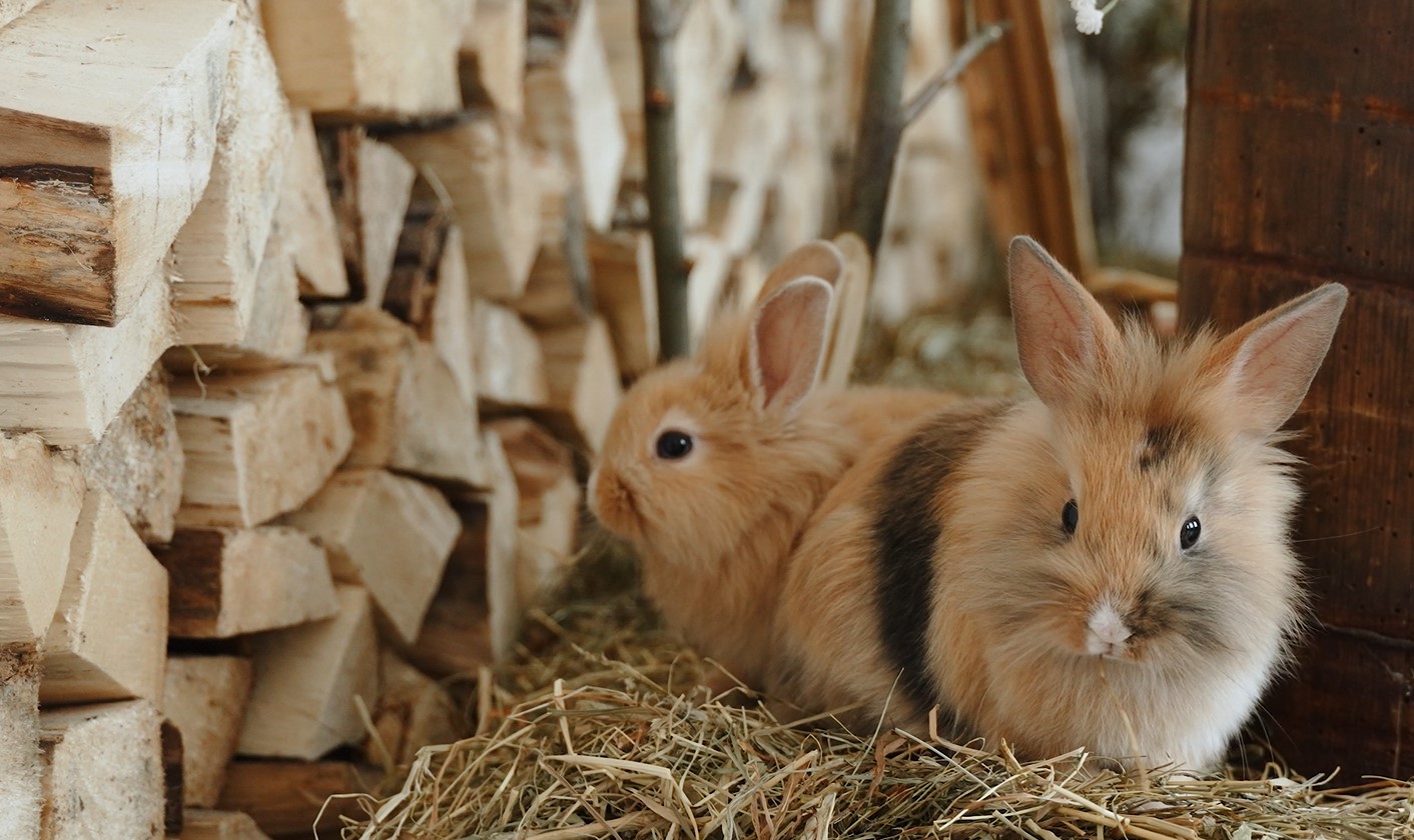 easter bunny